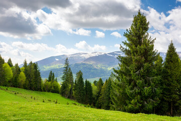 coniferous forest on the grassy hills and meadows of the carpathian countryside in spring. mountainous landscape of ukraine with snow capped tops of borzhava range in the distance on a sunny day