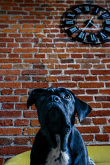 Cane corso, portret psa, tło ceglana ściana
