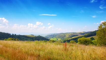 mountainous carpathian countryside scenery in summer. forested hills behid grassy alpine meadow beneath a blue sky with fluffy couds. summer vacations in highlands of ukraine - obrazy, fototapety, plakaty