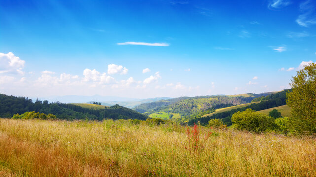 Fototapeta mountainous carpathian countryside scenery in summer. forested hills behid grassy alpine meadow beneath a blue sky with fluffy couds. summer vacations in highlands of ukraine