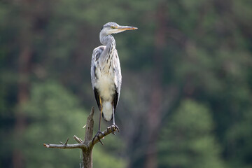 A ruffled gray heron on a stick looking sideways against the background of the forest