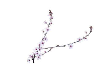 Branch with white pink  flowers . Spring flowering of fruit trees. Delicate white flowers. Isolate...