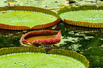 Giant Lily Pads in the Botanical garden in Pamplemousses, Mauritius