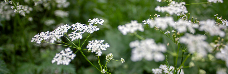 Anthriscus sylvestris grows in the meadow. Kupyr on a summer day, close-up, side view. White...