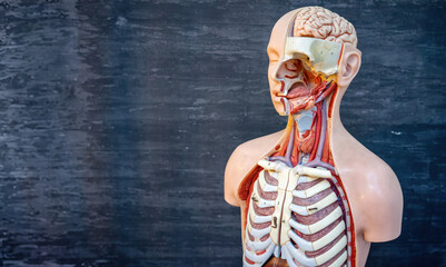 Anatomical Model of Human Torso with Brain and Organs on Dark Background