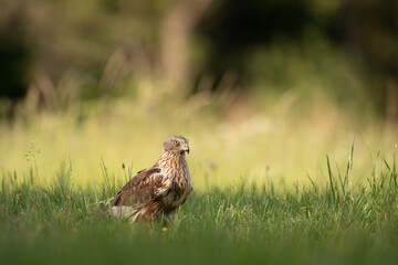 Colorful bird of prey in the meadow in the summer sun