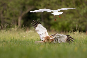 A seagull attacking a bird of prey in a summer meadow against the background of a sunny forest