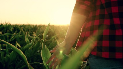 Farmer businessman go corn field at sunset, touching green corn with his hand. Agronomist woman...