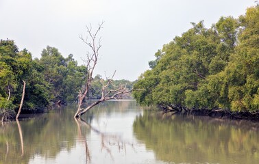 Canal in Sundarbans.Sundarbans is the biggest natural mangrove forest in the world, located between Bangladesh and India.this photo was taken from Bangladesh.