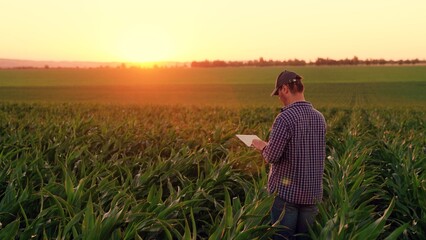 Businessman growing corn using tablet. Farmer with computer tablet evaluates green corn sprouts in field at sunset. Technology of modern agriculture, farmer working in field in agriculture. Cornfield