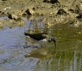 Tringa nebularia comiendo en un pantano