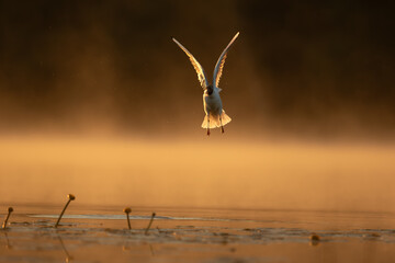 Seagull in golden mist over the lake