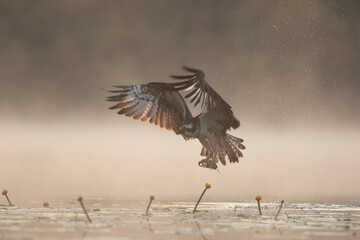 An osprey with a fish flying over the lake among fog and water drops