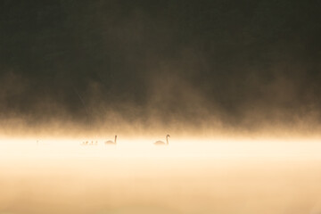 Beautiful landscape with the family.swans on the lake among the golden mist - obrazy, fototapety, plakaty