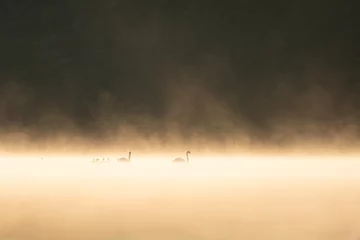 Crédence de cuisine en verre imprimé Gris 2 Beautiful landscape with the family.swans on the lake among the golden mist