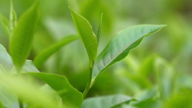 close up of tea leaves