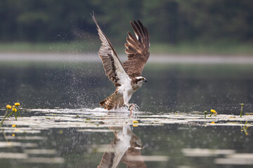 An osprey with a fish in its talons taking flight among water drops