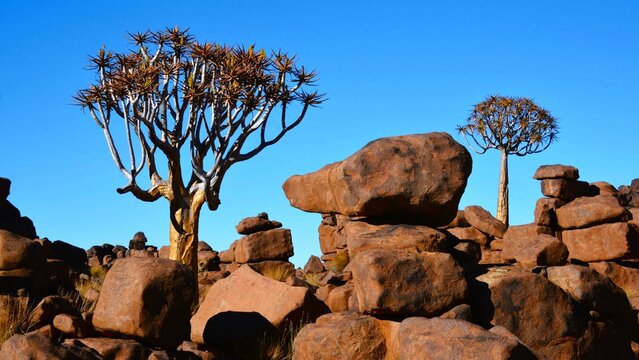 Quiver Tree (Kokerboom in Afrikaans, Aloidendron dichotomum) in the Giant's Playground (a vast pile of large dolerite rocks) - tourist attraction of southern Namibia