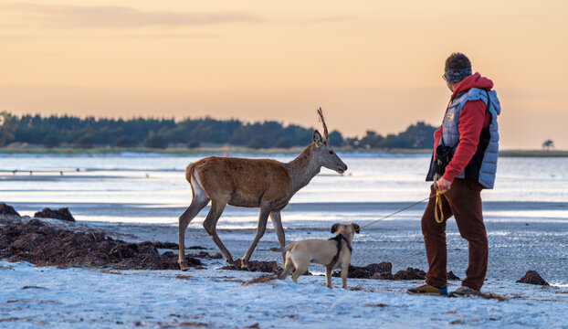 Ungew&ouml;hnliche Begegnung von Mensch, Hund und Hirsch beim Abendspaziergang am Strand von Prerow, Dar&szlig;, Mecklenburg-Vorpommern, Deutschland