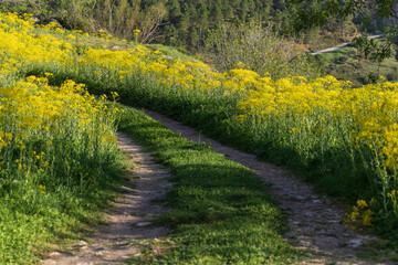 Jacobean path of Argar, Riópar Viejo road with yellow flowers, Albacete province, Castilla-La Mancha, Spain
