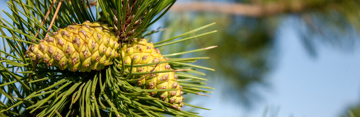 Two young pine cones on a sunny day. Green pine branches with young cones. Christmas morning. 