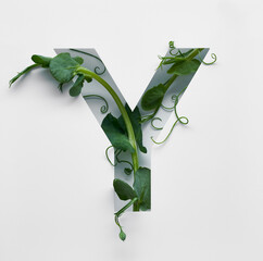 The capital letter Y is decorated with a young green pea sprout on a white background.