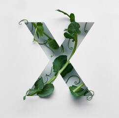 The capital letter X is decorated with a young green pea sprout on a white background.