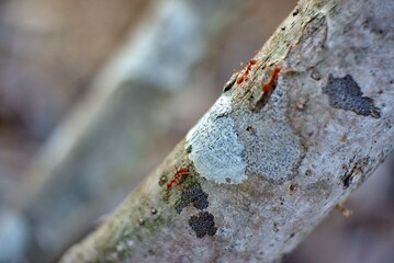 ants on a tree