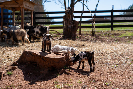 Three baby goats playing on a tree stump with adult goats in the background