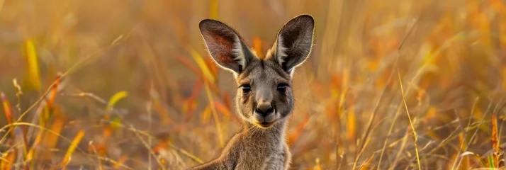 Fotobehang Baby kangaroo standing on a grassy field © AlfaSmart