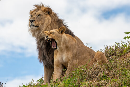 Couple of lions - Panthera leo krugeri - African Lion