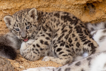 Baby Snow leopard - Panthère des neiges - Panthera uncia