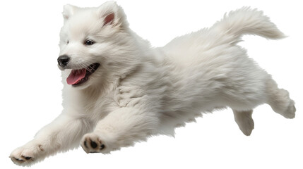 A fluffy Samoyed puppy frolicking with joy mid-journey, isolated on transparent background, PNG file