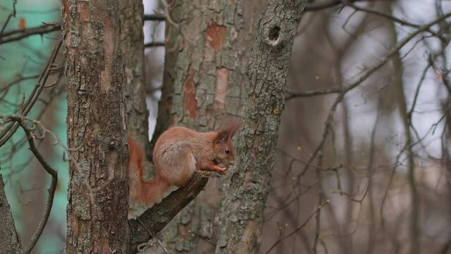 Widlif animals - Red Squirrel eating walnut