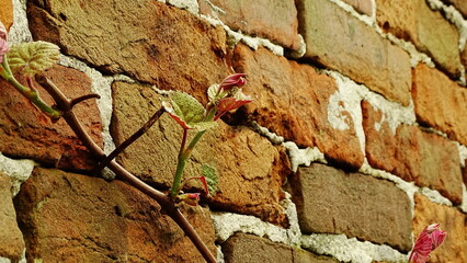 winogron rosnący na ceglanym murze - obrazy, fototapety, plakaty