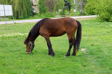 Fototapeta premium horse grazing in the meadow
