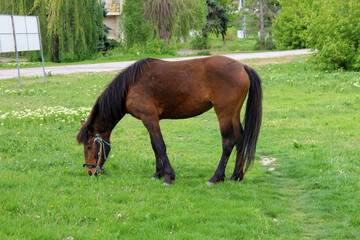 horse grazing in the meadow