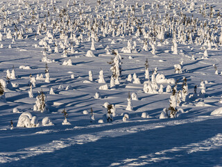Winter landscape in Riisitunturi National Park (Riisitunturin kansallispuisto), central Finland:...