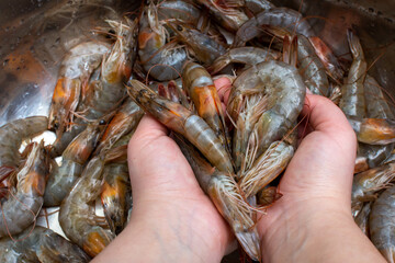 Person holding a pile of shrimp, a staple food in many cuisines worldwide