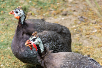 Two guinea fowls walking along the aviary and looking away