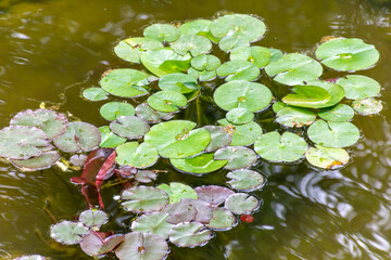 Green leaves float in water, part of aquatic plant vegetation