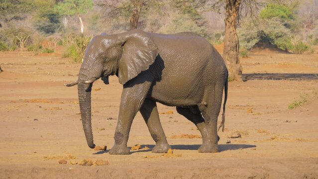 Wet African elephant (Loxodonta africana) slowly walking in arid landscape after taking a mud-bath. 