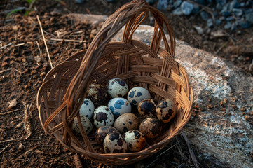 A close-up of quail eggs in a basket outside at sunset during the summer