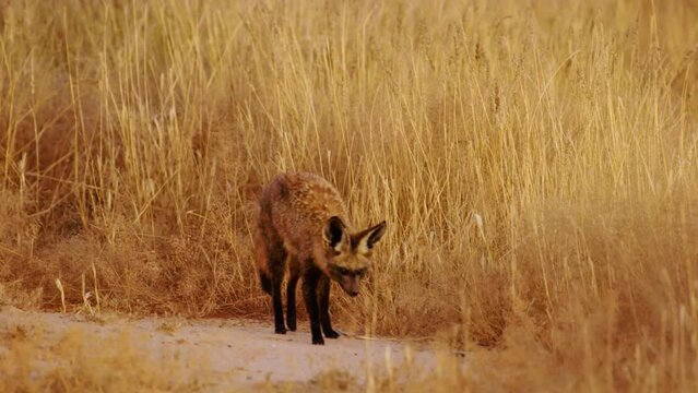 Bat Eared Foxes (Otocyon Megalotis) In Dry Kalahari Grass Landscape Hunting