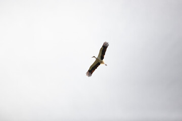 Stork Soaring Gracefully Across the Cloudy Sky Expanse