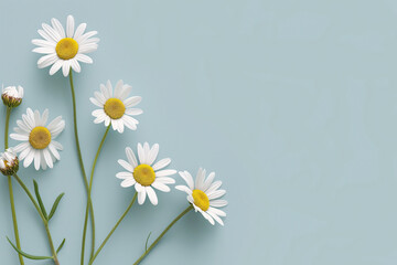 Multiple white and yellow daisies arranged on a bright blue background. - Powered by Adobe