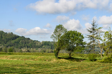 "Green meadow in the background with a forest discernible on the right side, some trees, in the foreground grass and a harvested agricultural field "The blue sky with white clouds."
