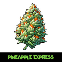 Vector Illustrated Pineapple Express Cannabis Bud Strain Cartoon
