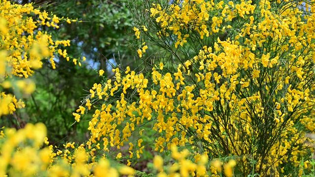 A close-up of a blossoming Cytisus scoparius with yellow flowers. Scotch broom yellow flowering