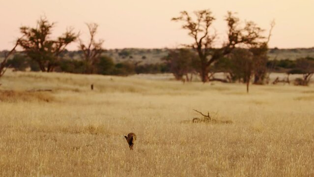 Bat Eared Foxes (Otocyon Megalotis) In Dry Kalahari Grass Landscape Hunting